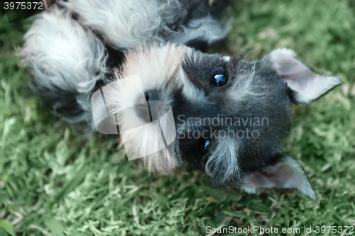 Image of Miniature Schnauzer Puppy Outdoors