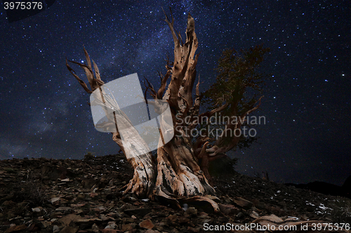 Image of Light Painted Landscape of  Stars in Bristlecone Pines