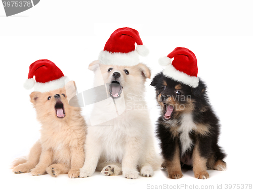 Image of Christmas Puppies Wearing Santa Hats and Singing
