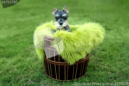 Image of Miniature Schnauzer Puppy Outdoors