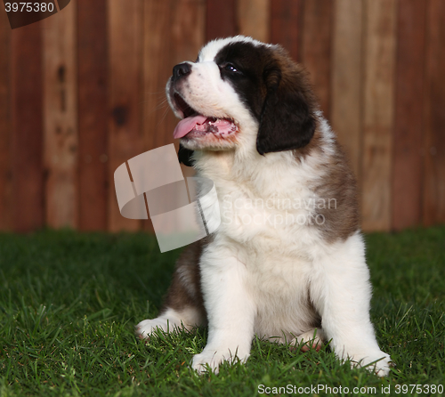 Image of Adorable Saint Bernard Pups 