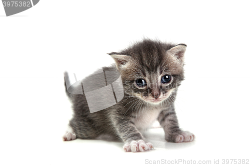 Image of Grey Kitten on White Background Looking at Camera