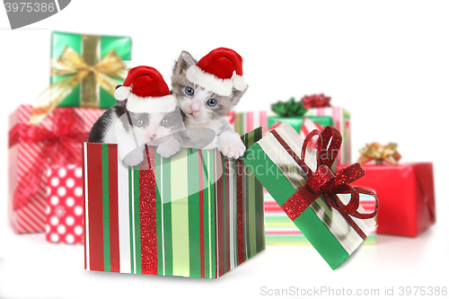 Image of Box of Kittens as a Christmas Gift