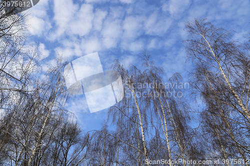 Image of Tops of birches against a blue sky with white clouds