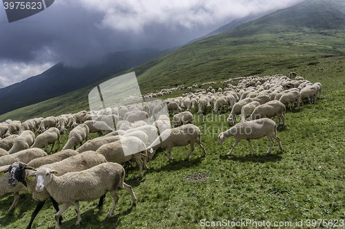 Image of a flock of sheep in mountain