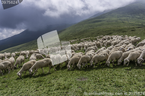 Image of a flock of sheep