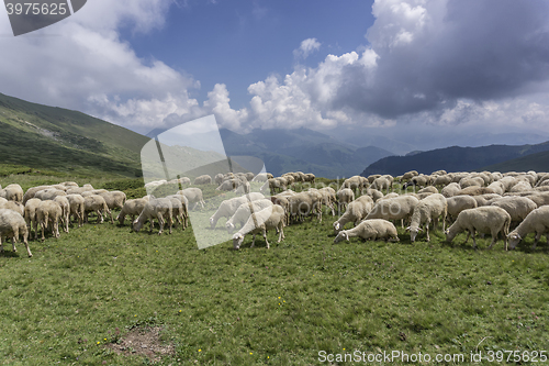 Image of a herd of sheep