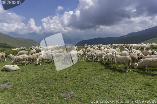 Image of a flock of sheep