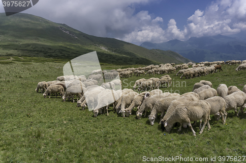 Image of a flock of sheep in the mountain