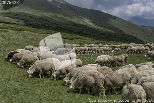 Image of a herd of sheep in mountains