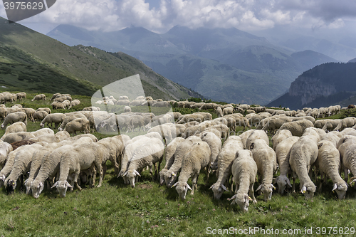 Image of a flock of sheep in mountains