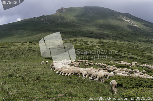 Image of a flock of sheep in mountains