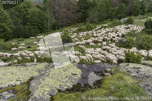 Image of a flock of sheep in mountains