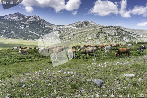 Image of Cows and cattle graze on the highlands