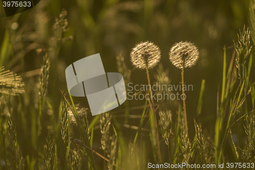 Image of Two Dandelion in meadow