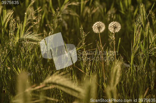 Image of Two Dandelion in meadow at sunset