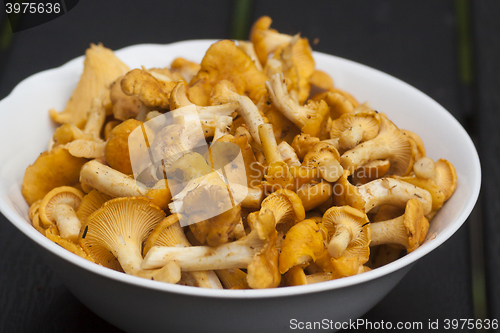 Image of girolles