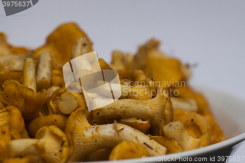 Image of chanterelles