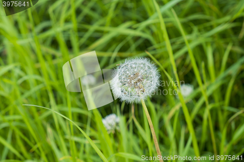 Image of 