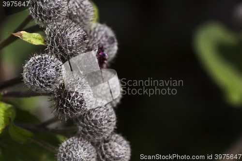 Image of burdock