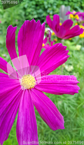 Image of Pink Cosmos flower