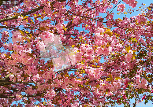 Image of Beautiful tree in spring with pink flowers