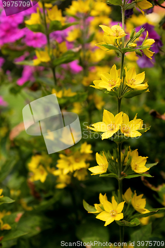 Image of Sprig of yellow loosestrife flowers against bokeh of colourful g