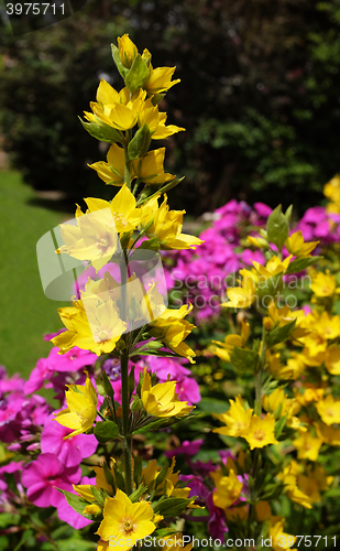 Image of Yellow loosestrife grows against a colourful floweres