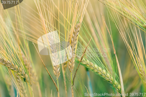 Image of Organic Green spring grains with shallow focus