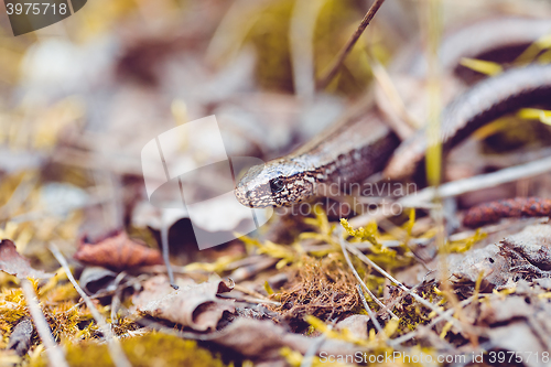 Image of Slow Worm or Blind Worm, Anguis fragilis
