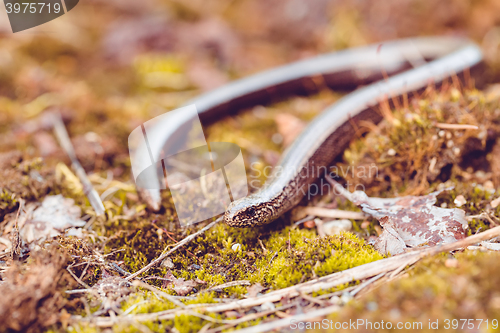 Image of Slow Worm or Blind Worm, Anguis fragilis