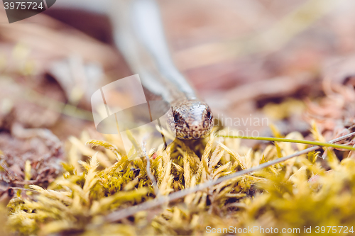 Image of Slow Worm or Blind Worm, Anguis fragilis