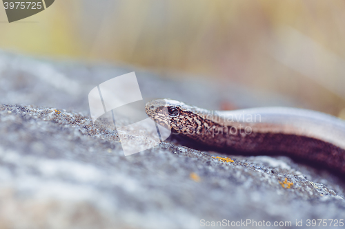 Image of Slow Worm or Blind Worm, Anguis fragilis