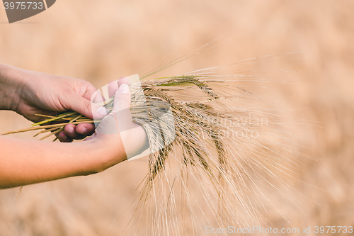 Image of Wheat ears barley in the hand