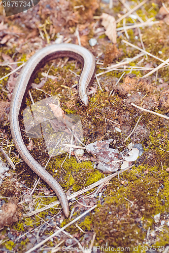 Image of Slow Worm or Blind Worm, Anguis fragilis