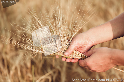 Image of Wheat ears barley in the hand