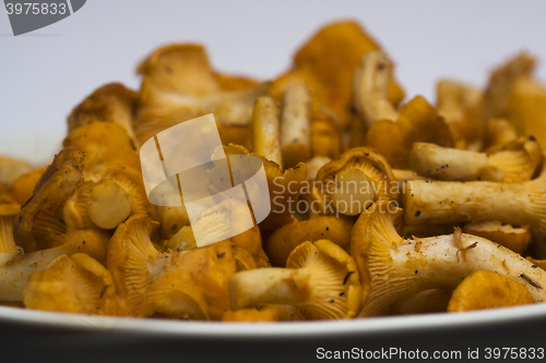 Image of chanterelles