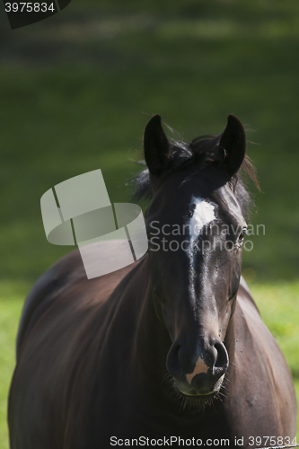 Image of horse head