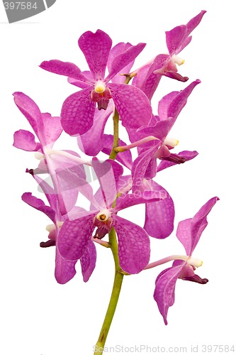 Image of Pink Orchid

