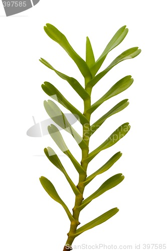 Image of Green leaves

