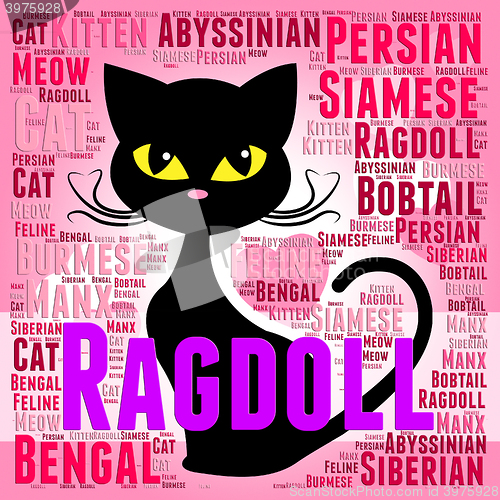 Image of Ragdoll Cat Represents Feline Offspring And Breeding