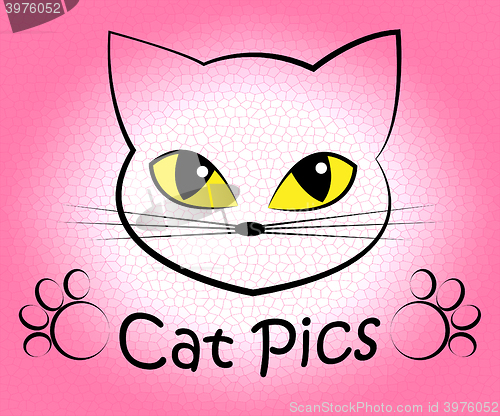 Image of Cat Pics Shows Kitten Cats And Felines