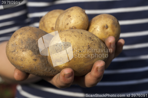 Image of Potatoes in hand  