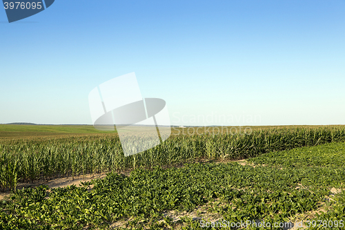 Image of Corn field, summer  