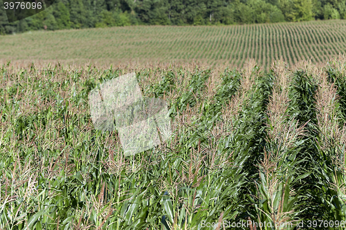 Image of Corn field, summer  