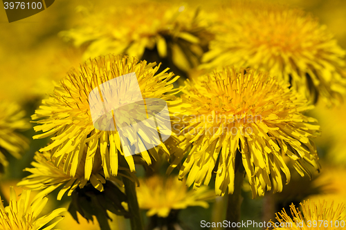 Image of yellow dandelion flowers 