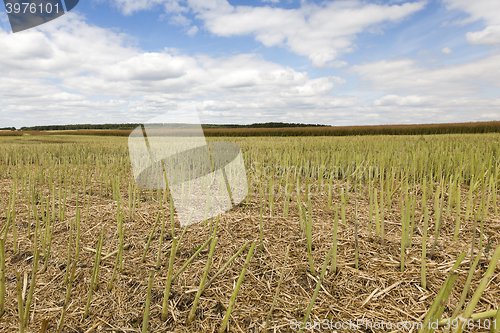 Image of collection rapeseed crop  