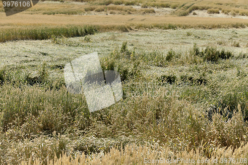 Image of destroyed by the storm wheat 