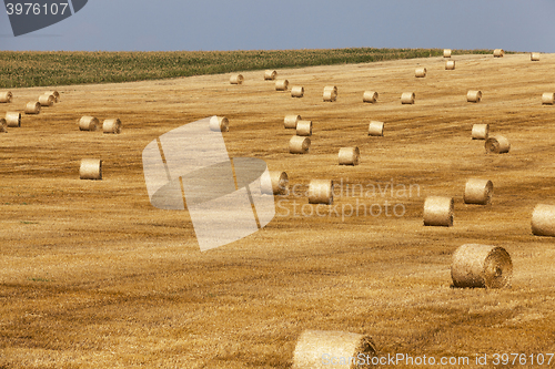 Image of haystacks in a field of straw  