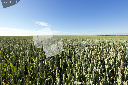 Image of immature grass sky  